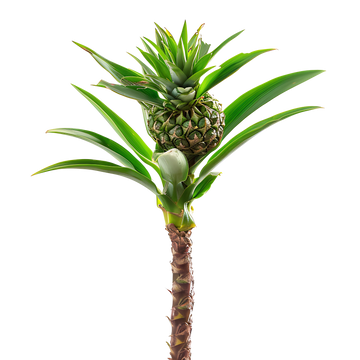 Bromelain